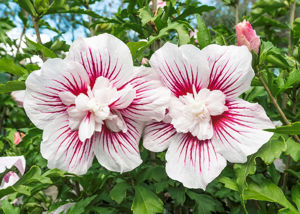 Obraz Hibiscus